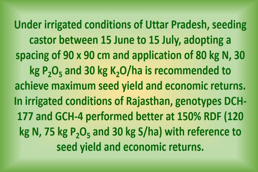 Under irrigated conditions of Uttar Pradesh, seeding castor between 15 June to 15 July, adopting a spacing of 90 x 90 cm and application of 80 kg N, 30 kg P2O5 and 30 kg K2O/ha is recommended to achieve maximum seed yield and economic returns. In irrigated conditions of Rajasthan, genotypes DCH-177 and GCH-4 performed better at 150% RDF (120 kg N, 75 kg P2O5 and 30 kg S/ha) with reference to seed yield and economic returns.