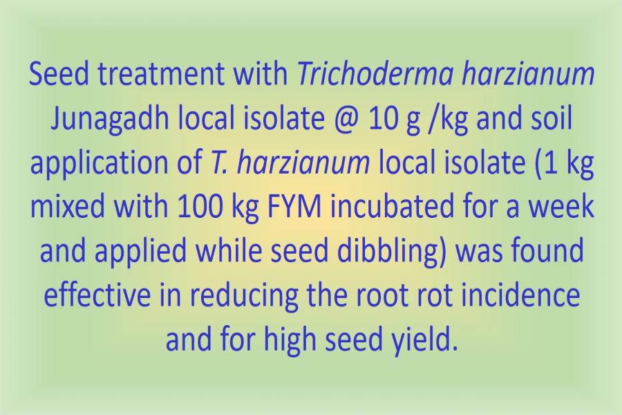 Seed treatment with Trichoderma harzianum Junagadh local isolate @ 10 g /kg and soil application of T. harzianum local isolate (1 kg mixed with 100 kg FYM incubated for a week and applied while seed dibbling) was found effective in reducing the root rot incidence and for high seed yield.