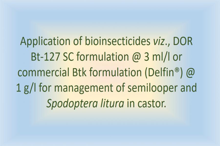 Application of bioinsecticides viz., DOR Bt-127 SC formulation @ 3 ml/l or commercial Btk formulation (Delfin®) @ 1 g/l for management of semilooper and Spodoptera litura in castor.