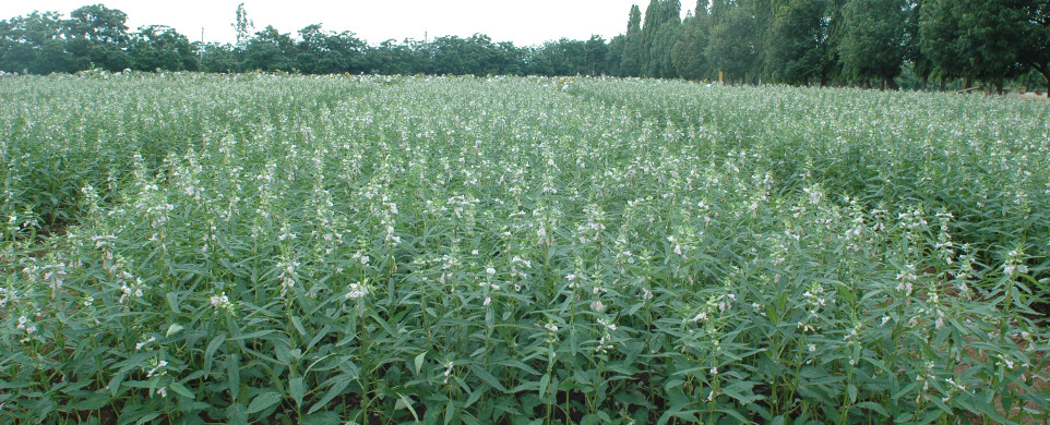 Sesame crop photo