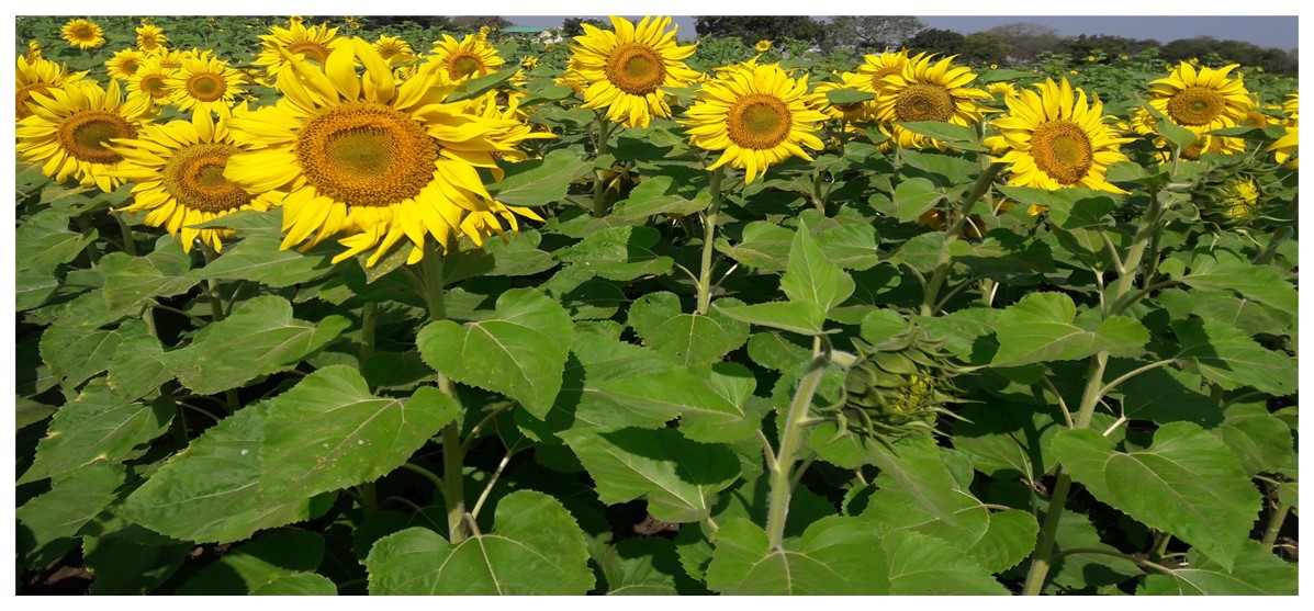 PDKV SURAJ (PDKVSH-964)