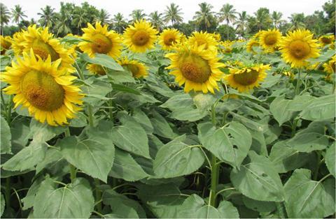 Sunflower Hybrid CO-2