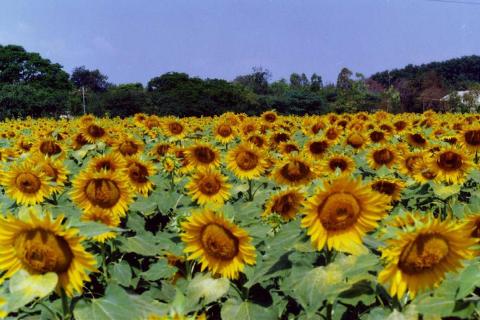 Sunflower variety CO-3