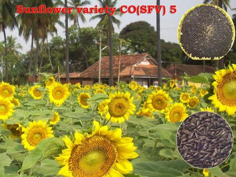 Sunflower variety CO-5