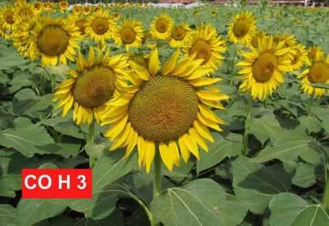 Sunflower Hybrid COH-3