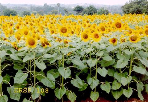 Sunflower variety DRSF-108