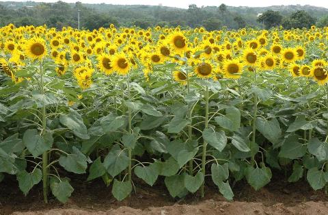Sunflower variety DRSF-113