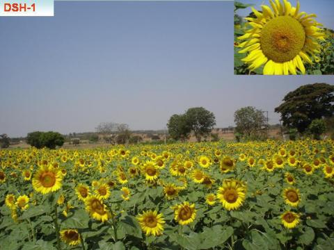 Sunflower Hybrid DSH-1