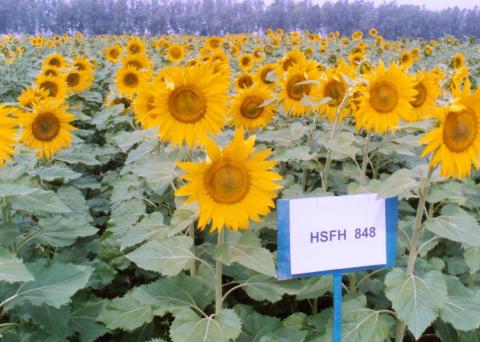 Sunflower Hybrid HSFH-848