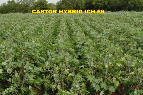Image of Castor Hybrid ICH-66