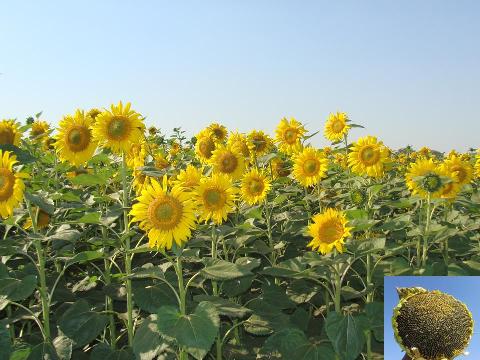Sunflower variety Kanthi
