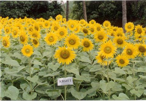 Sunflower Hybrid KBSH-1