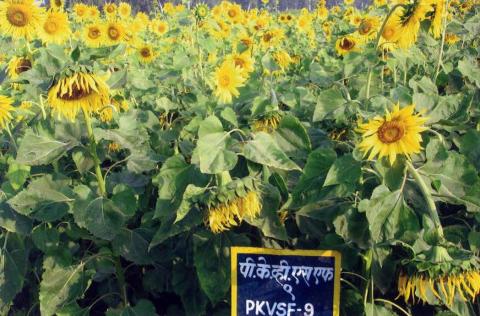 Sunflower variety PKVSF-9