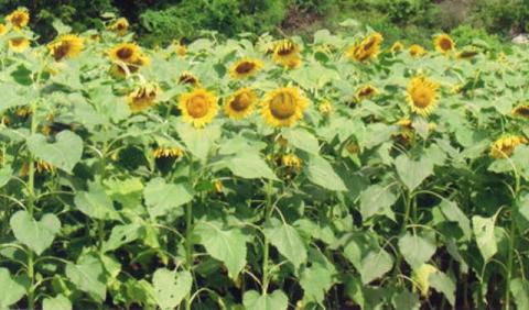 Sunflower variety SS-56