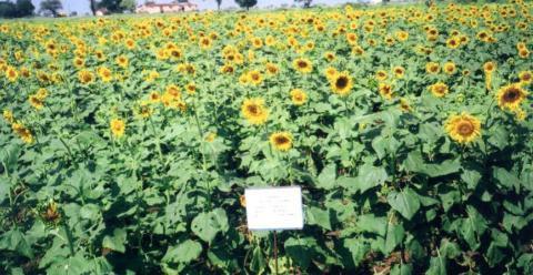 Sunflower variety TAS-82