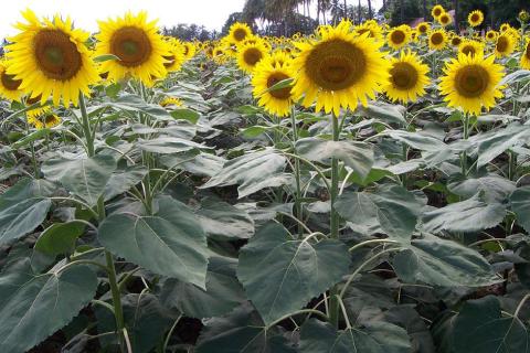 Sunflower Hybrid TCSH-1
