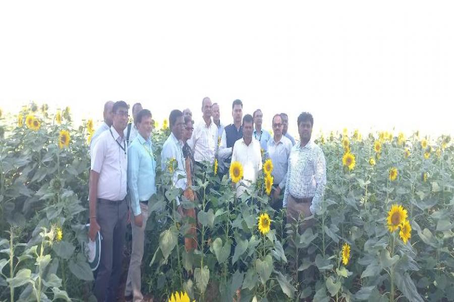 Sunflower field day at Shabad