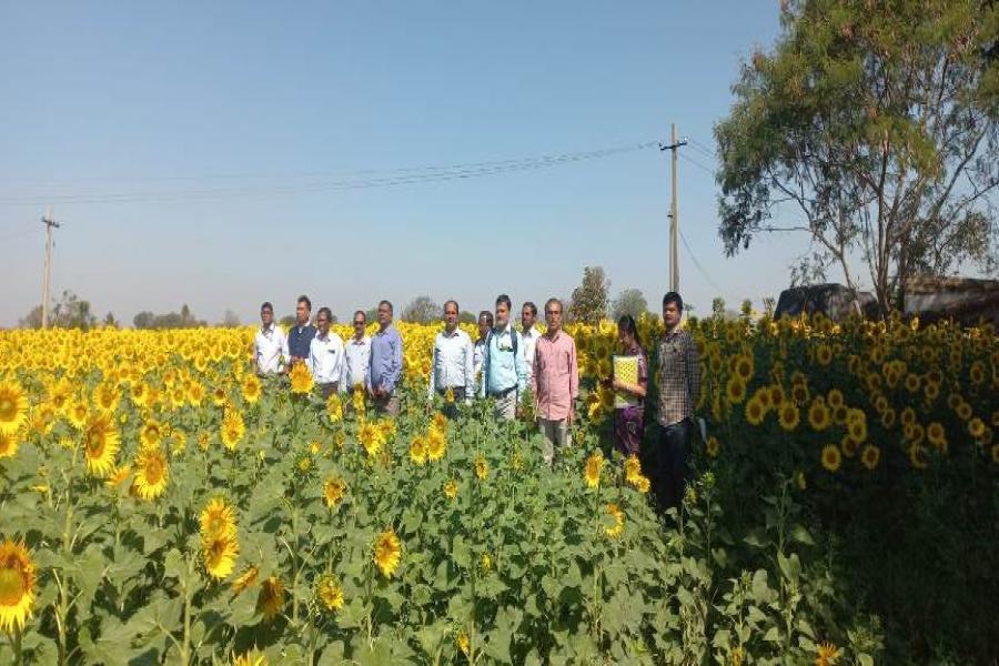 Sunflower field day at Shabad