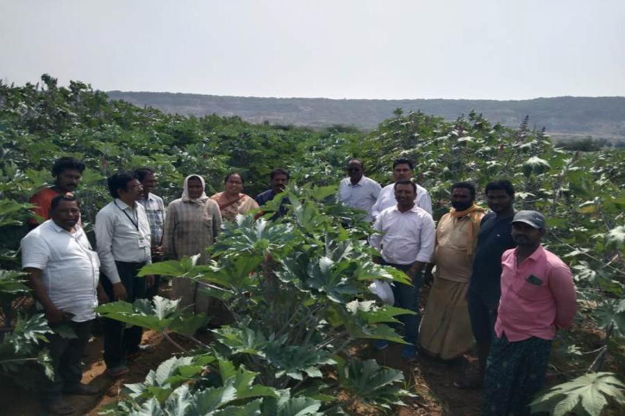 Participatory Castor Hybrid Seed Production at Yagantepalle