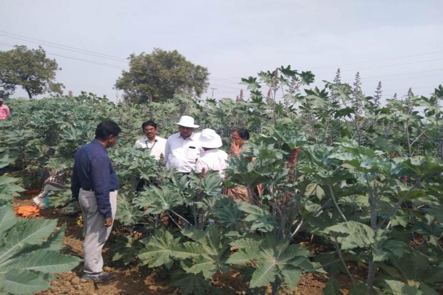 Participatory Castor Hybrid Seed Production at Yagantepalle
