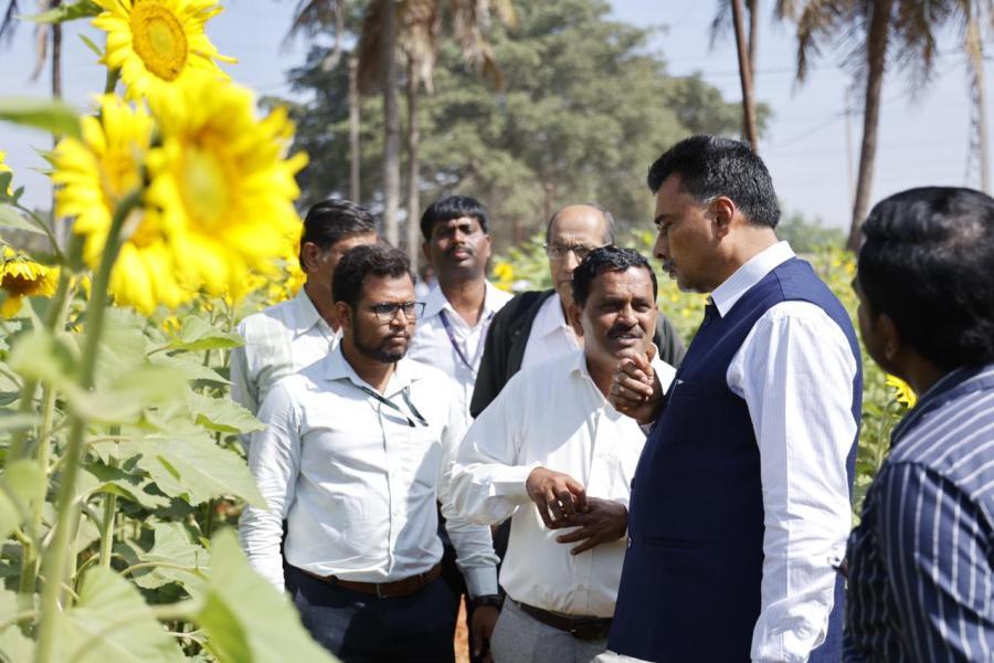 Sunflower field day at Bengaluru