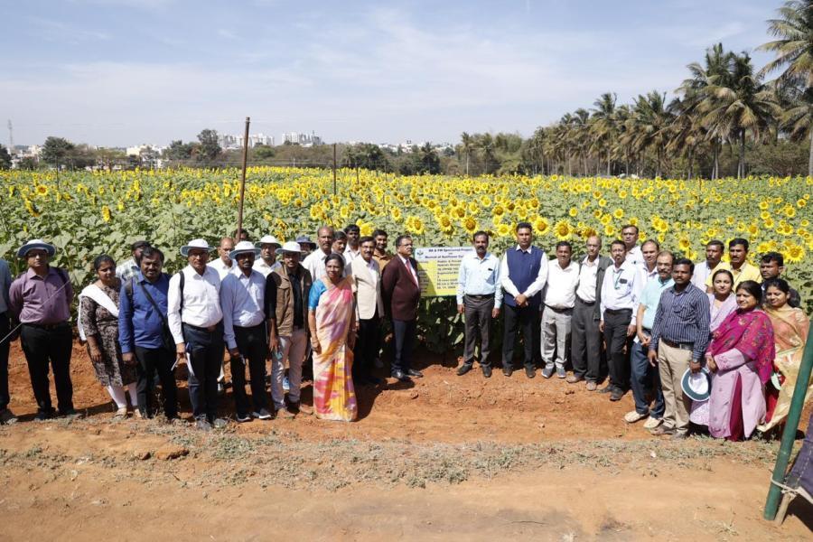 Sunflower field day at Bengaluru