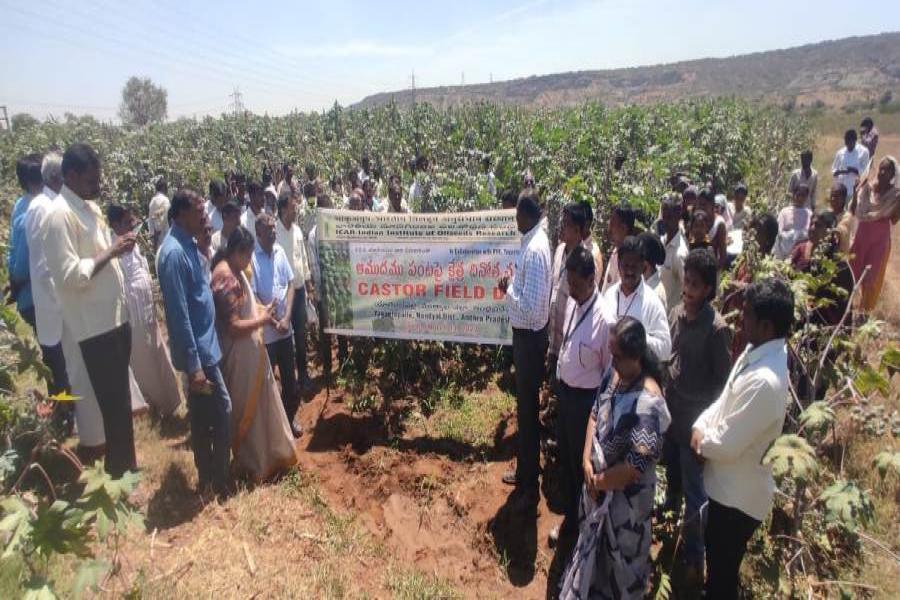 Castor field day in collaboration with KVK, Yagantepalle at Yagantepalle, Nandyal Dist, Andhra Pradesh on 13/03/2023