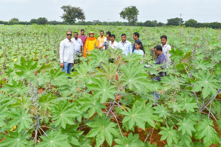  Farmers Training Course on Technologies for increasing oilseeds production in Odisha