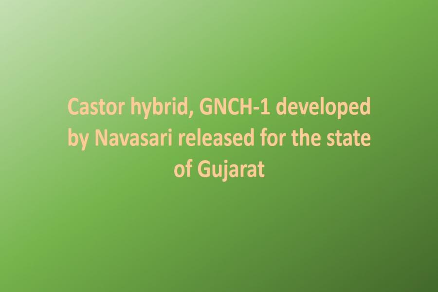Castor hybrid, GNCH-1 developed by Navasari released for the state of Gujarat