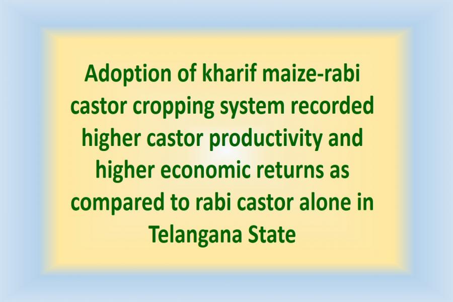 Adoption of kharif maize-rabi castor cropping system recorded higher castor productivity and higher economic returns as compared to rabi castor alone in Telangana State