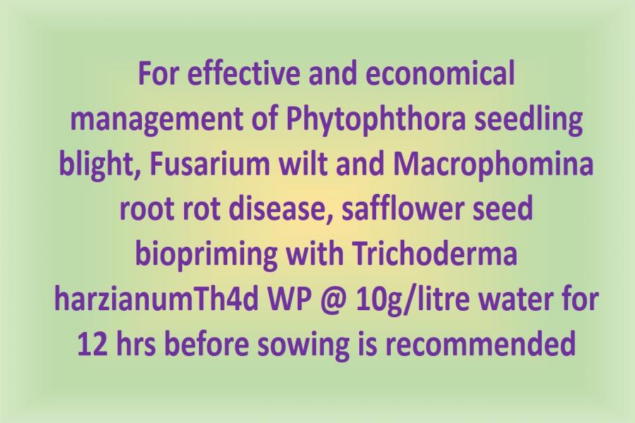 For effective and economical management of Phytophthora seedling blight, Fusarium wilt and Macrophomina root rot disease, safflower seed biopriming with Trichoderma harzianumTh4d WP @ 10g/litre water for 12 hrs before sowing is recommended