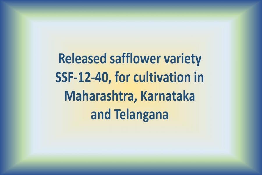 Released safflower variety SSF-12-40, for cultivation in Maharashtra, Karnataka and Telangana