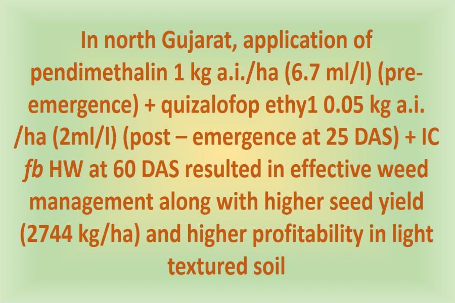 In north Gujarat, application of pendimethalin 1 kg a.i./ha (6.7 ml/l) (pre-emergence) + quizalofop ethy1 0.05 kg a.i. /ha (2ml/l) (post – emergence at 25 DAS) + IC fb HW at 60 DAS resulted in effective weed management along with higher seed yield (2744 kg/ha) and higher profitability in light textured soil