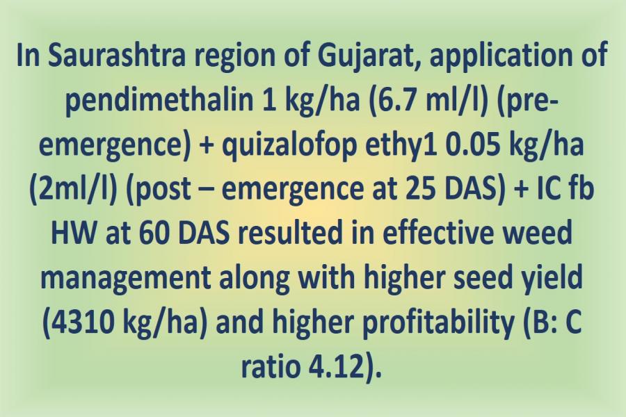 In Saurashtra region of Gujarat, application of pendimethalin 1 kg/ha (6.7 ml/l) (pre-emergence) + quizalofop ethy1 0.05 kg/ha (2ml/l) (post – emergence at 25 DAS) + IC fb HW at 60 DAS resulted in effective weed management along with higher seed yield (4310 kg/ha) and higher profitability (B: C ratio 4.12). 