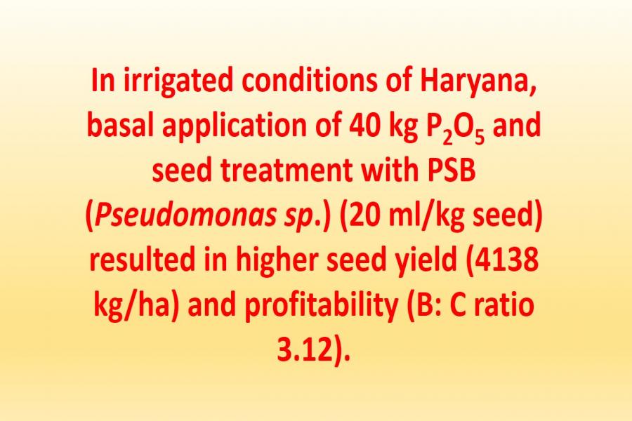 In irrigated conditions of Haryana, basal application of 40 kg P2O5 and seed treatment with PSB (Pseudomonas sp.) (20 ml/kg seed) resulted in higher seed yield (4138 kg/ha) and profitability (B: C ratio 3.12).