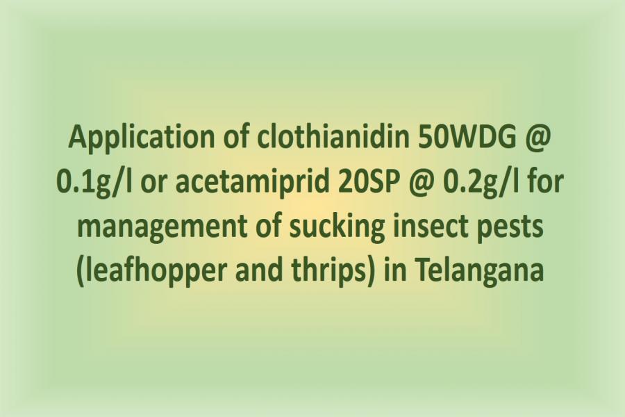 Application of clothianidin 50WDG @ 0.1g/l or acetamiprid 20SP @ 0.2g/l for management of sucking insect pests (leafhopper and thrips) in Telangana