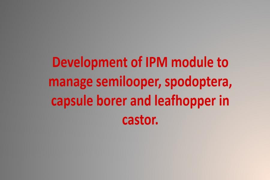 Development of IPM module to manage semilooper, spodoptera, capsule borer and leafhopper in castor.