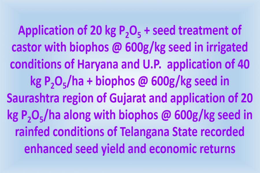 Application of 20 kg P2O5 + seed treatment of castor with biophos @ 600g/kg seed in irrigated conditions of Haryana and U.P.  application of 40 kg P2O5/ha + biophos @ 600g/kg seed in Saurashtra region of Gujarat and application of 20 kg P2O5/ha along with biophos @ 600g/kg seed in rainfed conditions of Telangana State recorded enhanced seed yield and economic returns