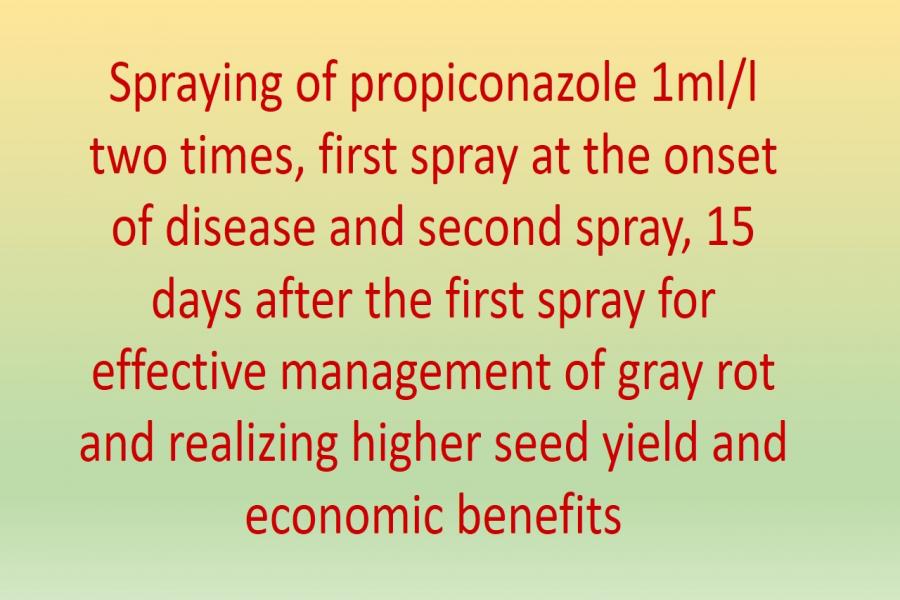 Spraying of propiconazole 1ml/l two times, first spray at the onset of disease and second spray, 15 days after the first spray for effective management of gray rot and realizing higher seed yield and economic benefits.