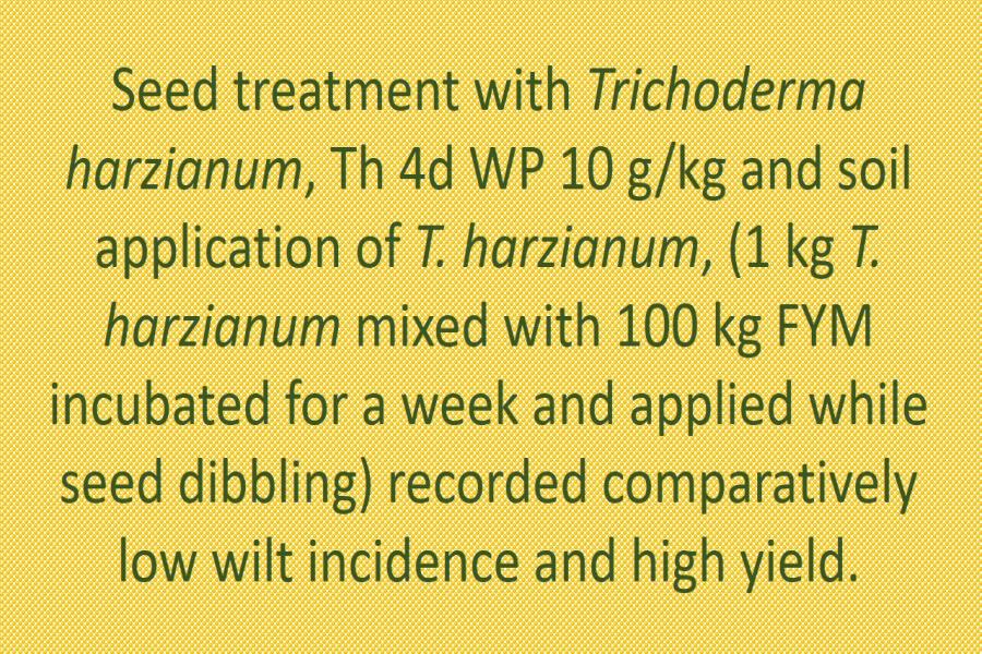 Seed treatment with Trichoderma harzianum, Th 4d WP 10 g/kg and soil application of T. harzianum, (1 kg T. harzianum mixed with 100 kg FYM incubated for a week and applied while seed dibbling) recorded comparatively low wilt incidence and high yield.