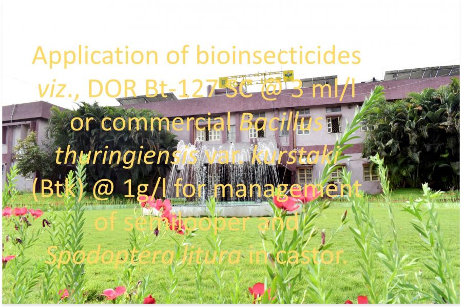 Application of bioinsecticides viz., DOR Bt-127 SC @ 3 ml/l or commercial Bacillus thuringiensis var. kurstaki (Btk) @ 1g/l for management of semilooper and Spodoptera litura in castor.