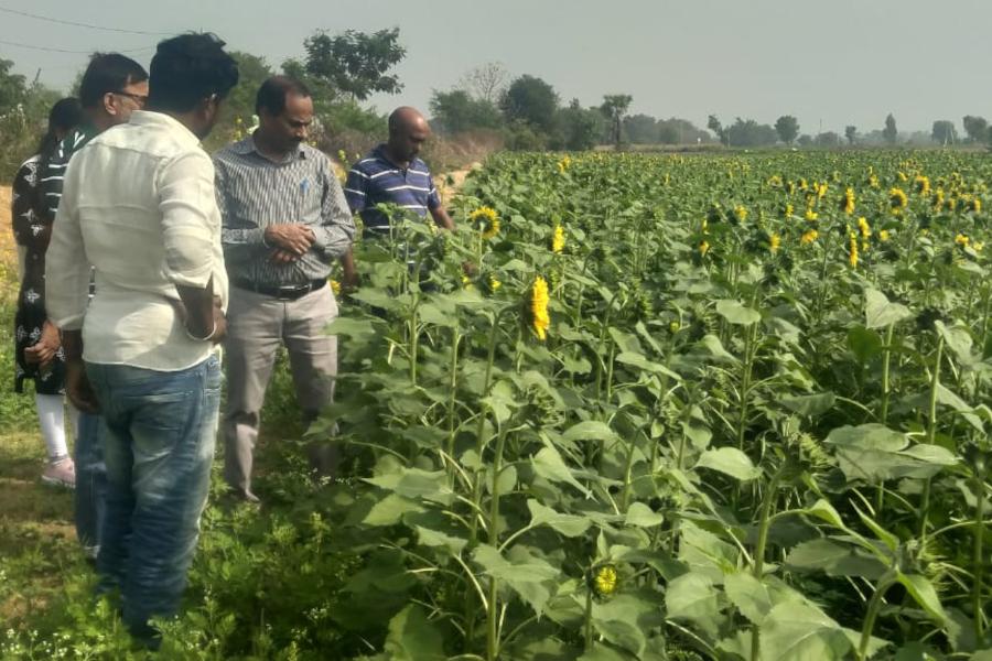 Interaction with sunflower farmers