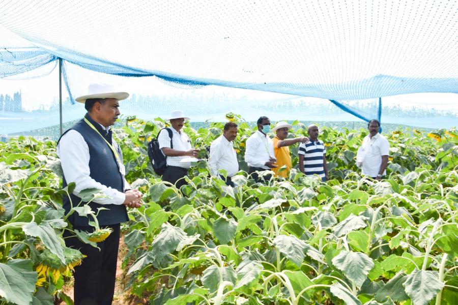 Sunflower field day followed by a review meeting of Revival of Sunflower Cultivation project funded by DA&FW, GoI, New Delhi on 20, January 2024 at ICAR-IIOR