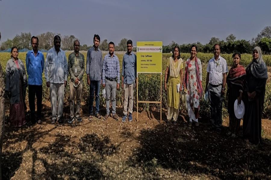 Breeder seed production monitoring of safflower varieties ISF 764, ISF 1 and NARI 96; Sunflower ARM243A and ARM243B at Narkhoda farm by TSSOCA, TSSDC, NSC, PJTSAU scientist