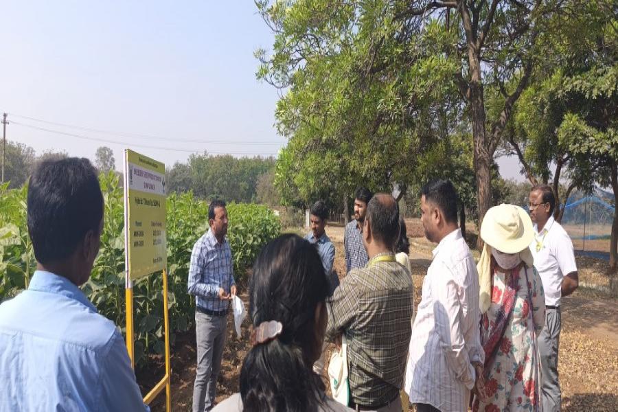 Breeder seed production monitoring of safflower varieties ISF 764, ISF 1 and NARI 96; Sunflower ARM243A and ARM243B at Narkhoda farm by TSSOCA, TSSDC, NSC, PJTSAU scientist