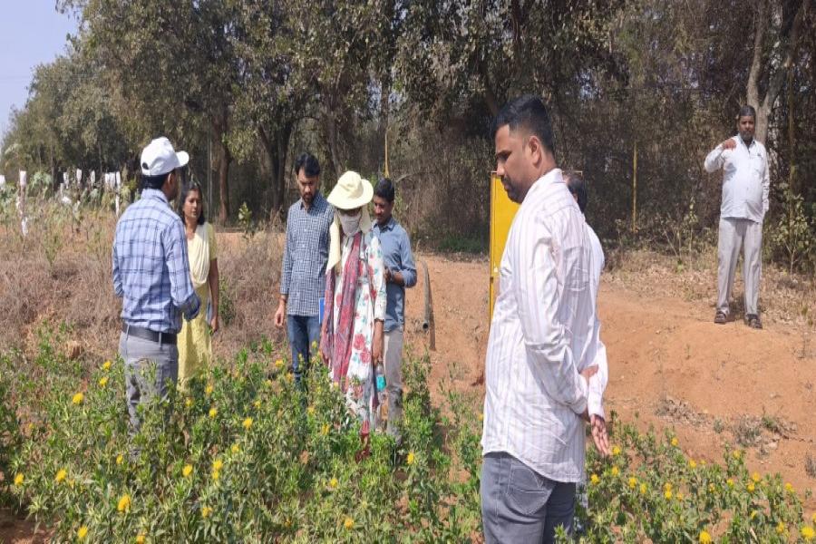 Breeder seed production monitoring of safflower varieties ISF 764, ISF 1 and NARI 96; Sunflower ARM243A and ARM243B at Narkhoda farm by TSSOCA, TSSDC, NSC, PJTSAU scientist