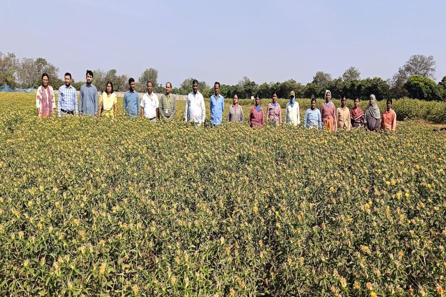Breeder seed production monitoring of safflower varieties ISF 764, ISF 1 and NARI 96; Sunflower ARM243A and ARM243B at Narkhoda farm by TSSOCA, TSSDC, NSC, PJTSAU scientist