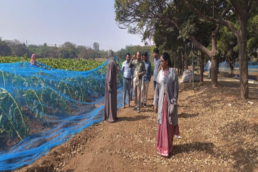 Breeder seed production monitoring of safflower varieties ISF 764, ISF 1 and NARI 96; Sunflower ARM243A and ARM243B at Narkhoda farm by TSSOCA, TSSDC, NSC, PJTSAU scientist