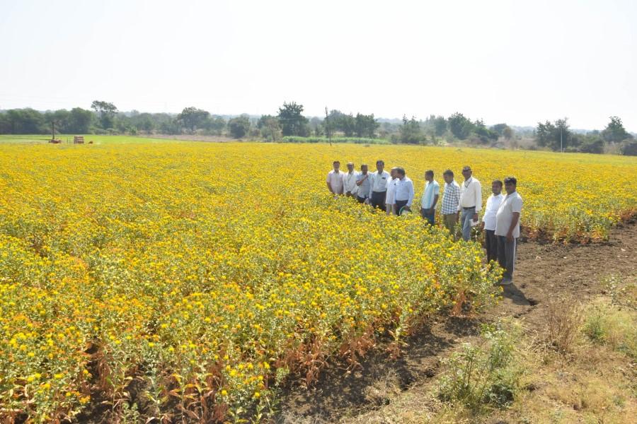 Safflower field visit at Thirumalapur