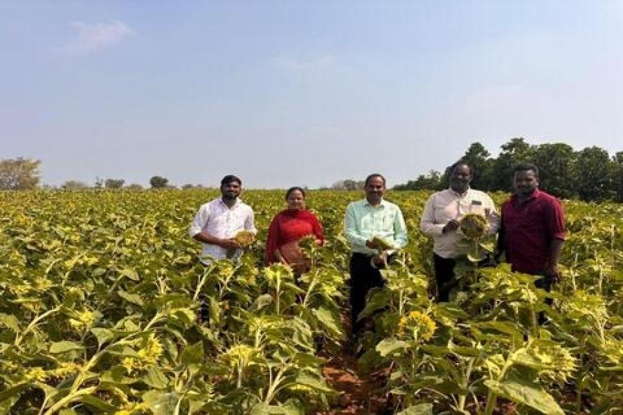 Promoting crop diversification during rabi with sunflower in place of Rabi upland paddy in Siddipet. Coupled with farm Mechanization for timely operations and overcoming labour shortages through establishment of custom hiring centres at ICAR-IIOR nurtured FPOs in Siddipet.